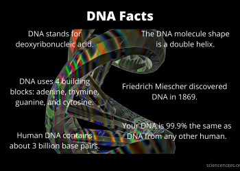 What Are Some Crazy Facts about DNA/Genetics?