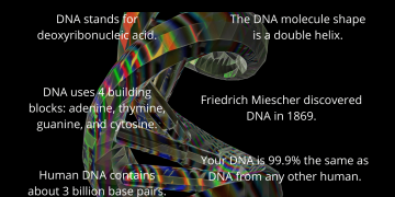 What Are Some Crazy Facts about DNA/Genetics?