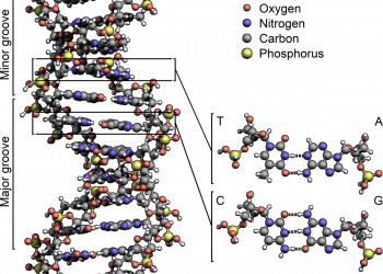 How does DNA Encode your Body Layout?