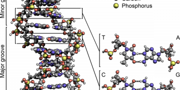 How does DNA Encode your Body Layout?