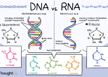 RNA and DNA: All You Need To Know