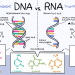 RNA and DNA: All You Need To Know