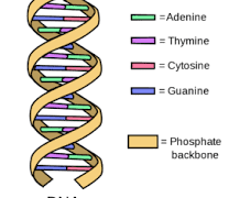 How does DNA Encode your Body Layout?