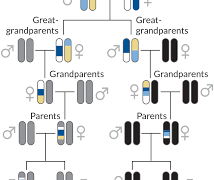 Do Ancestry Test Results Explain a Family Tree?