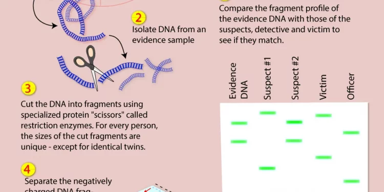 How Long Does DNA Testing Take in Criminal Cases?