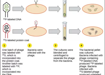 What is the Evidence of DNA as Genetic Material?