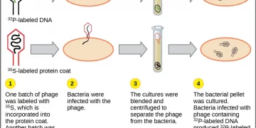 What is the Evidence of DNA as Genetic Material?