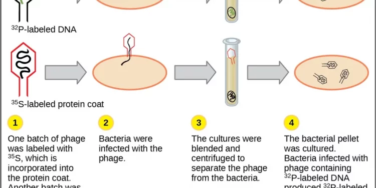 What is the Evidence of DNA as Genetic Material?