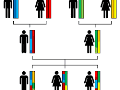 Exactly how long does a DNA Test Normally Take?
