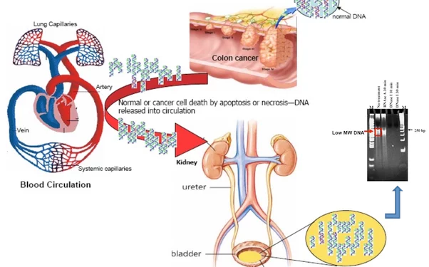 Is There DNA in Urine?