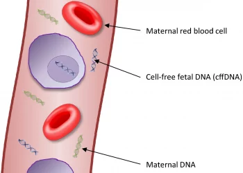 Paternity Test While Pregnant. Is it Safe?