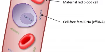 Paternity Test While Pregnant. Is it Safe?
