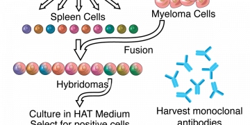 How can monoclonal antibodies be used to diagnose conditions?