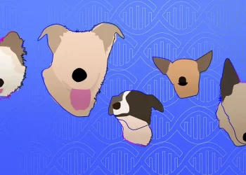 How Does One Deal With a False Positive Paternity Test?