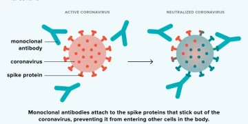 How can Monoclonal Antibodies be Used to Diagnose Diseases?