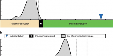 DNA Testing and its Impact on Paternity Determinations