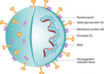 How do you Strengthen Immune Defenses Today in the COVID-19 Era?