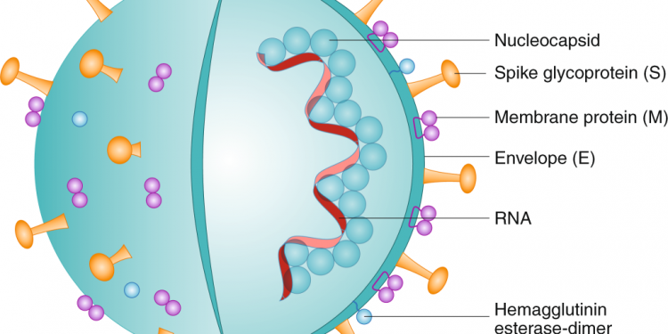How do you Strengthen Immune Defenses Today in the COVID-19 Era?