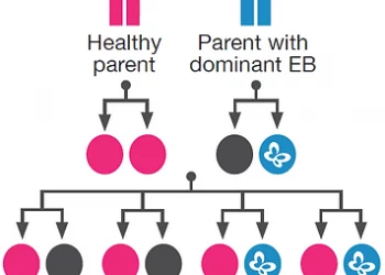 What Baby Inherits From The Father?