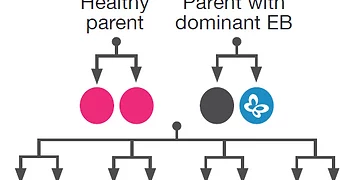 What Baby Inherits From The Father?