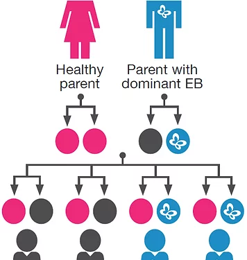 What Baby Inherits From The Father?