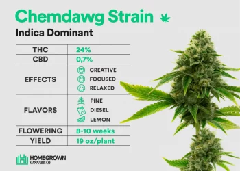 Chemdawg AKA Chemdog Weed Strain Information.