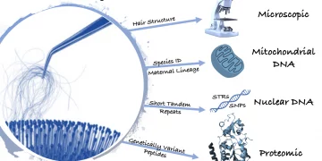 Can tiny face hair be used as a DNA sample?
