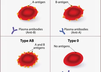 Paternity Testing: Blood Types and DNA.