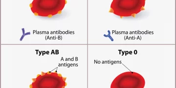 Paternity Testing: Blood Types and DNA.