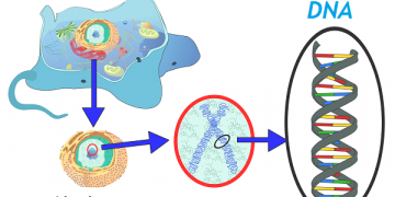 Reasons to take DNA testing.