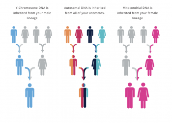How does Someone Get Maximum Utility from an Ancestry DNA Test?