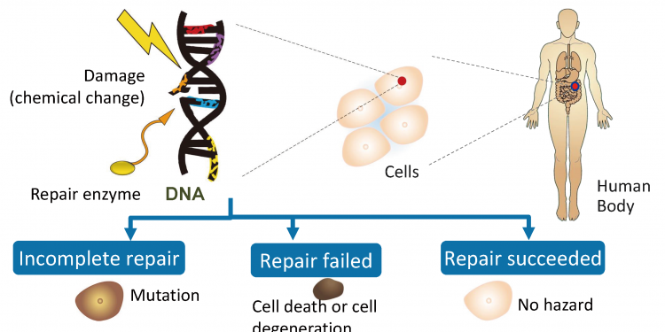 Does DNA change during a human’s life?