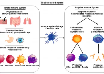 Does Immunity Gained from One Variant of COVID Protect from Another One?