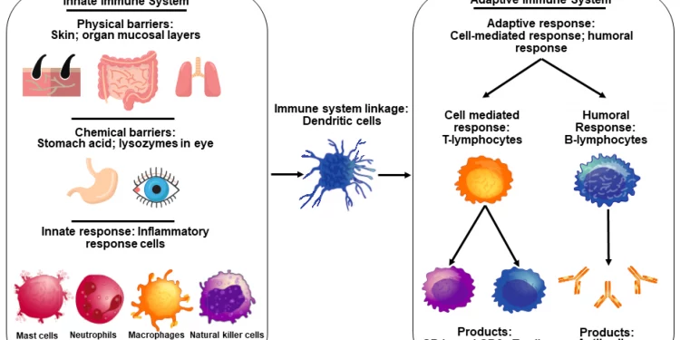 Does Immunity Gained from One Variant of COVID Protect from Another One?